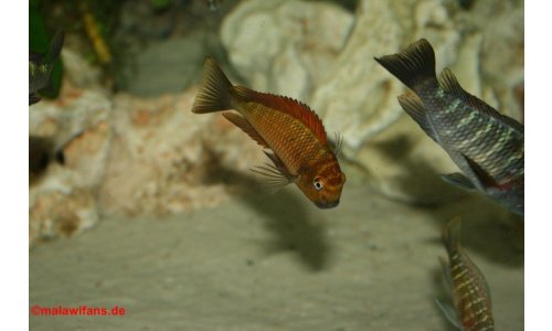 Tropheus golden kazumba